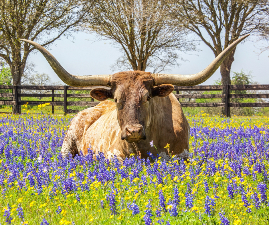 25 Reasons to Visit Wimberley Texas